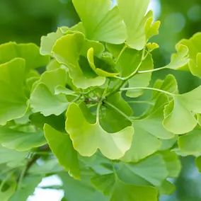 Moringa